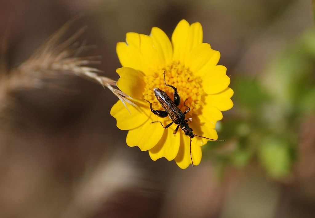 Oedemera flavipes, maschio